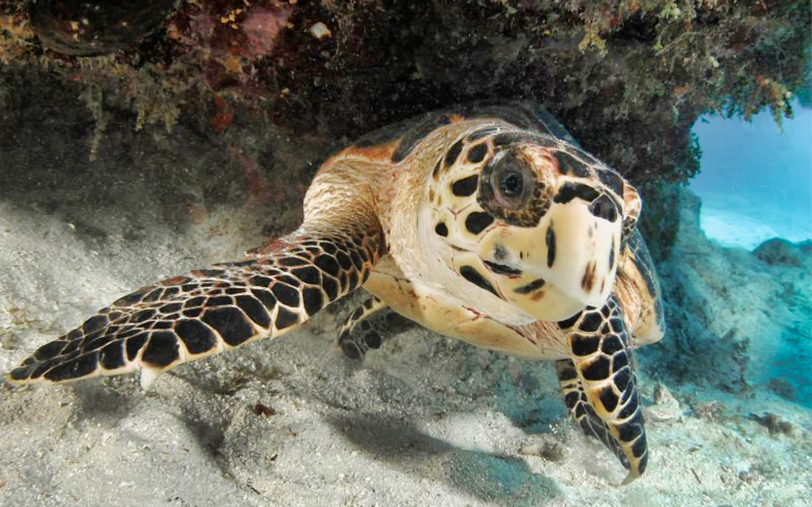 Sea turtle swimming underwater at Acquario di Cattolica.