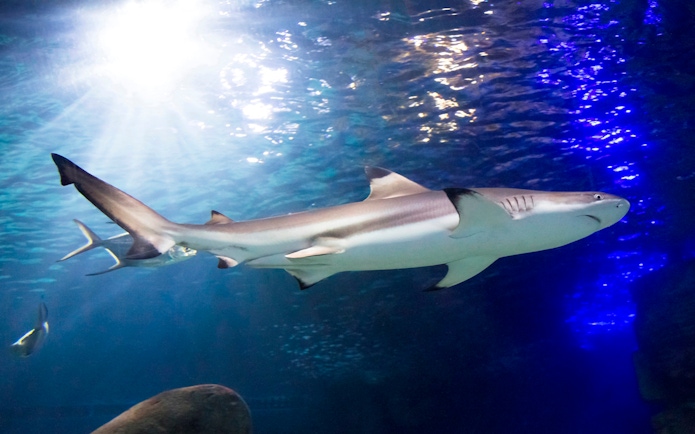 Shark swimming in an aquarium at SEA LIFE Timmendorfer Strand.