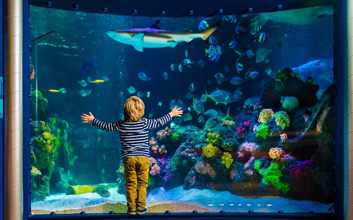 Child admiring marine life in SEA LIFE Timmendorfer Strand aquarium.