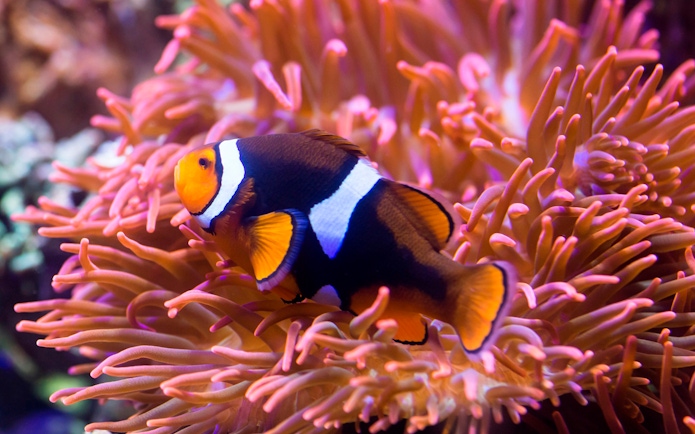 Clownfish swimming among sea anemones at SEA LIFE Timmendorfer Strand.