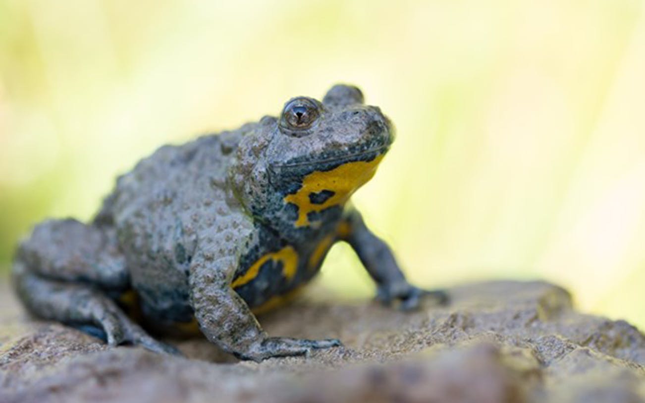 Frog on a rock at SEA LIFE Konigswinter.