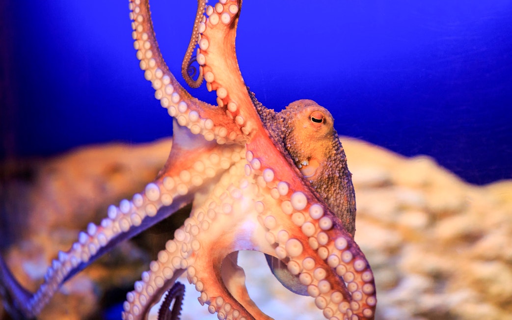 Octopus at SEA LIFE Konstanz aquarium exhibit.
