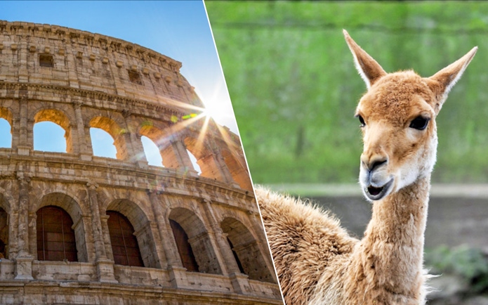 Colosseum in Rome with sunlight and a llama at Bio Parco.
