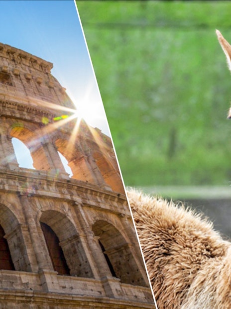 Colosseum in Rome with sunlight and a llama at Bio Parco.