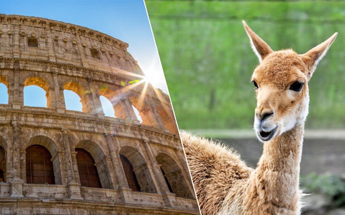 Colosseum in Rome with sunlight and a llama at Bio Parco.