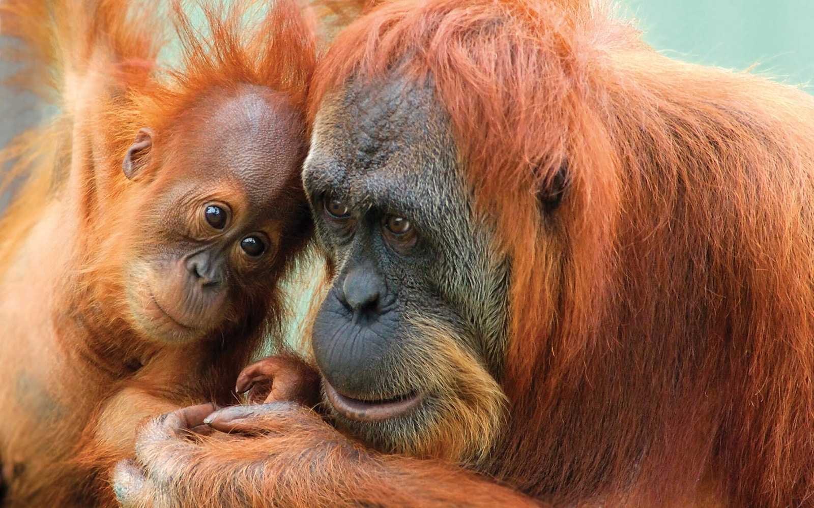 Orangutans
