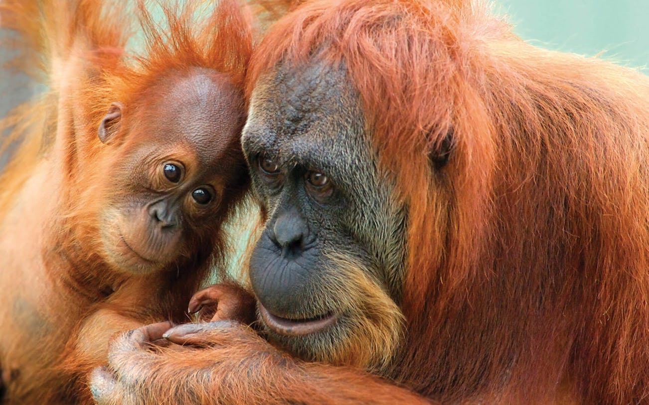 Orangutans at Perth Zoo, Australia.