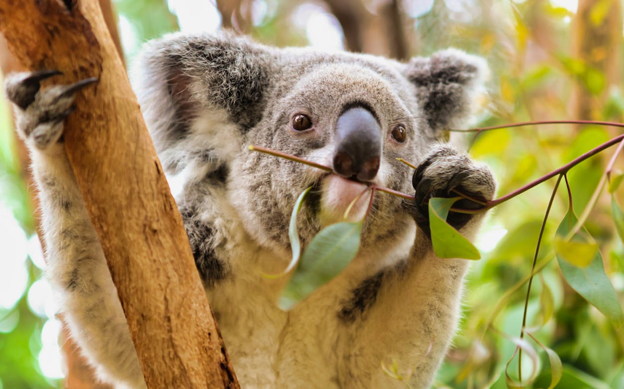 Koala eating eucalyptus leaves at Perth Zoo.