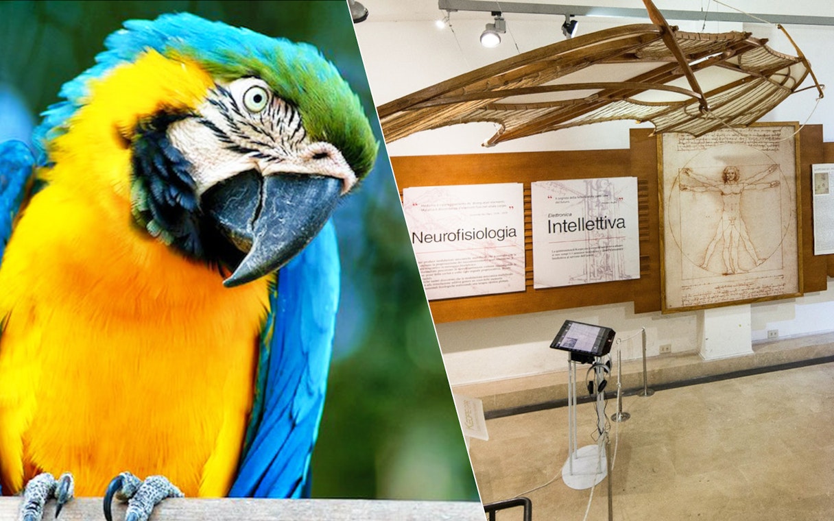 Parrot at Bio Parco and Leonardo da Vinci exhibit at museum.