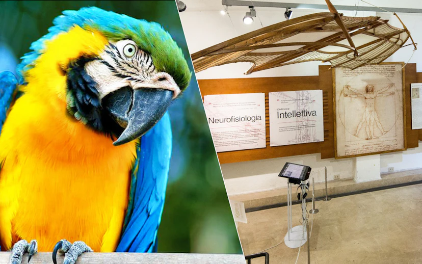 Parrot at Bio Parco and Leonardo da Vinci exhibit at museum.