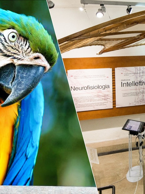 Parrot at Bio Parco and Leonardo da Vinci exhibit at museum.