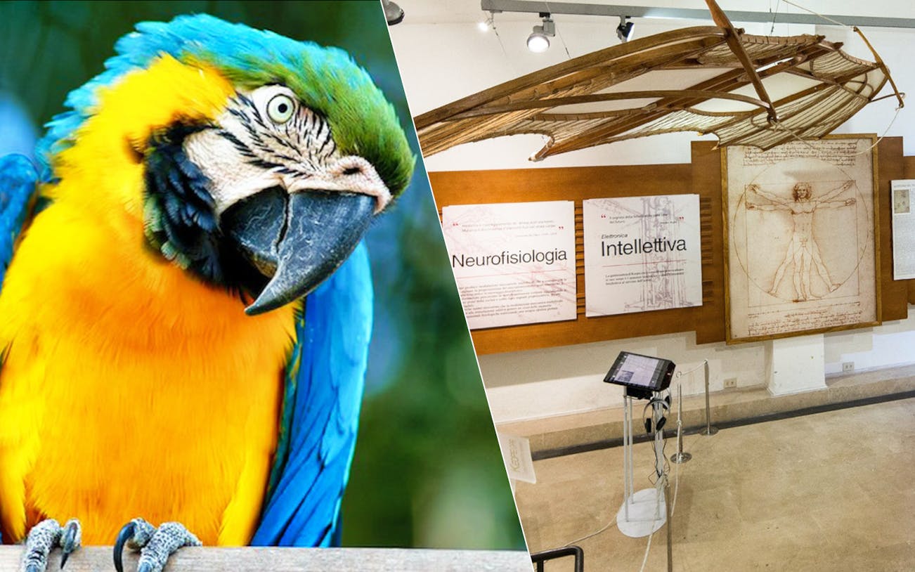 Parrot at Bio Parco and Leonardo da Vinci exhibit at museum.