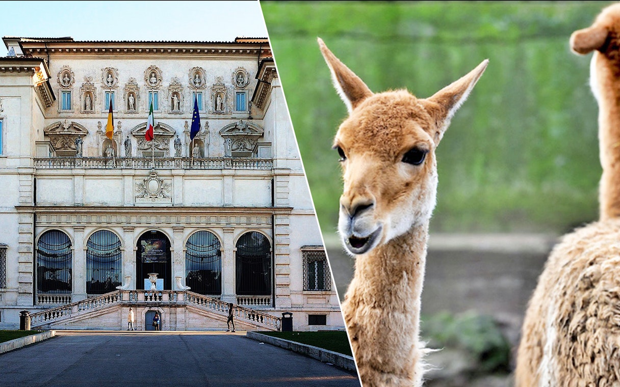 Borghese Gallery facade and close-up of an animal at Rome Bioparco.