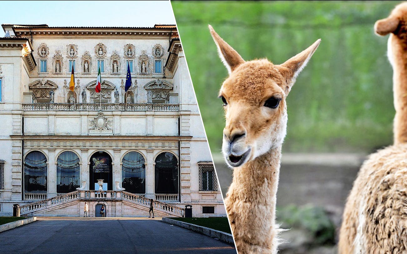 Borghese Gallery facade and close-up of an animal at Rome Bioparco.