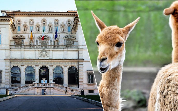Borghese Gallery facade and close-up of an animal at Rome Bioparco.