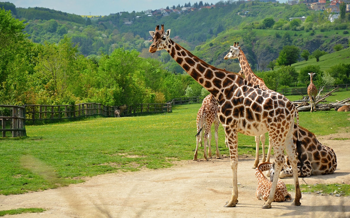 Giraffes in an open enclosure at Prague ZOO, surrounded by lush greenery.