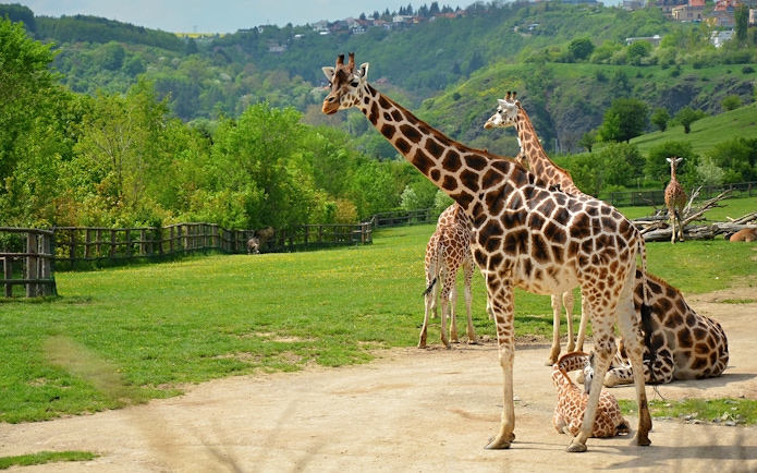 Giraffes in an open enclosure at Prague ZOO, surrounded by lush greenery.