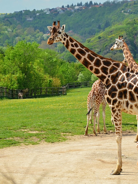 Giraffes in an open enclosure at Prague ZOO, surrounded by lush greenery.