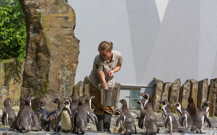 Zookeeper feeding penguins at Prague ZOO during river cruise tour.
