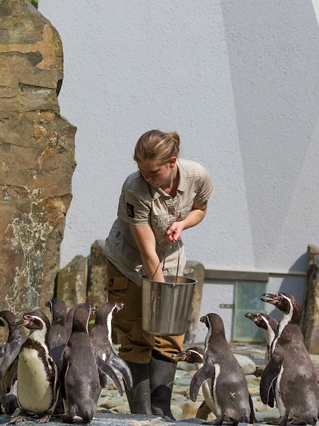 Zookeeper feeding penguins at Prague ZOO during river cruise tour.