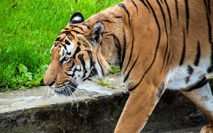 Tiger walking along a path at Prague ZOO during river cruise tour.
