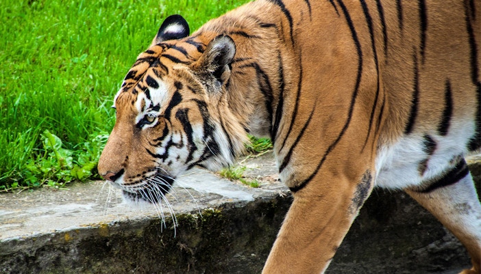 Zoológico de Praga - Leões e tigres - entrada zoológico