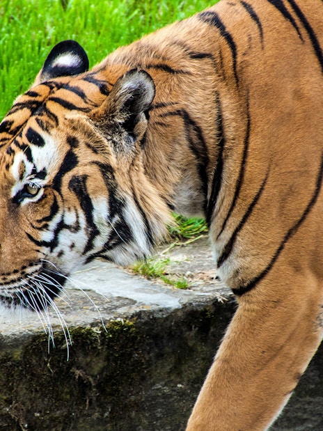 Tiger walking along a path at Prague ZOO during river cruise tour.