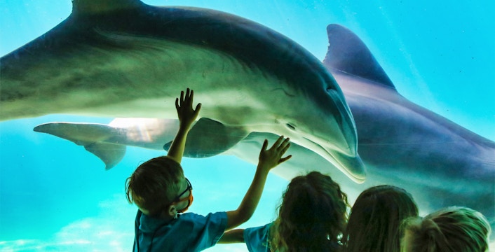 Children watching dolphins at Oltremare Riccione aquarium.