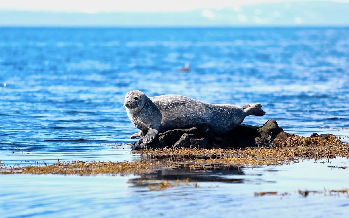 Seal resting on rocks by the sea on Snaefellsnes Peninsula tour.