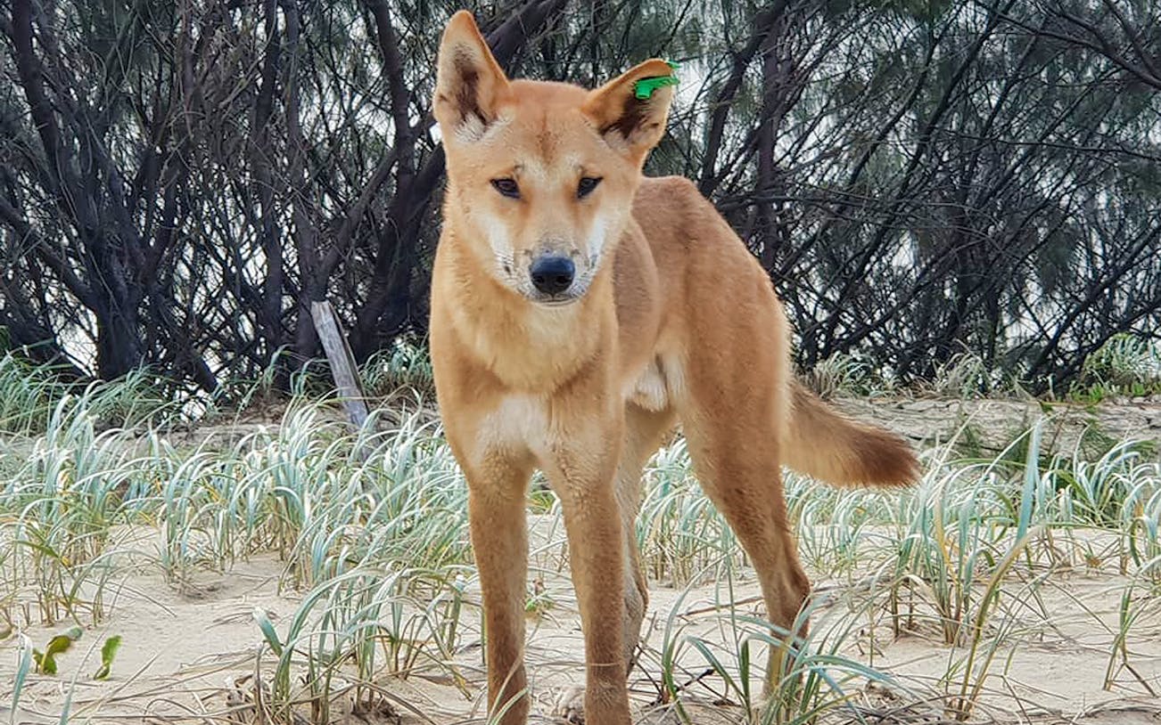 Dingo on Fraser Island during 4WD day tour.