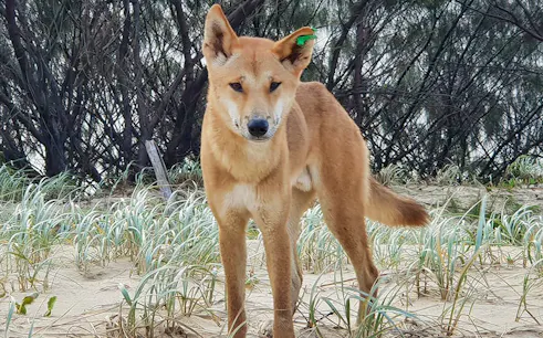 Dingo on Fraser Island during 4WD day tour.