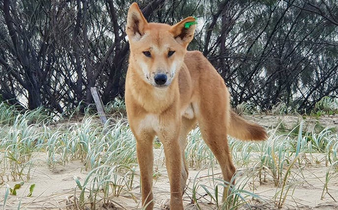 Dingo on Fraser Island during 4WD day tour.