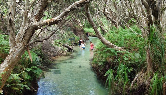 Visitors wading through a creek surrounded by lush greenery on Fraser Island 4WD Day Tour from Hervey Bay.