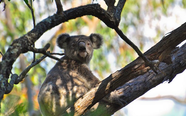Koala resting on a tree branch during Mount Tamborine morning tour.