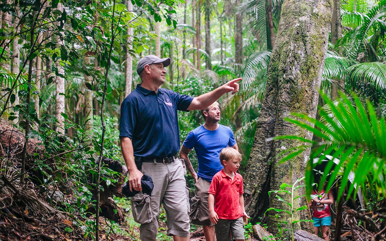 Guide leading a group through lush rainforest on Mount Tamborine morning tour.