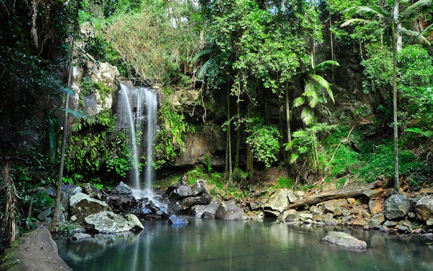 Waterfall surrounded by lush greenery on Mount Tamborine Morning Tour.