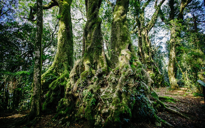 Ancient trees in Springbrook National Park, part of the Natural Bridge & Springbrook Waterfalls Tour.