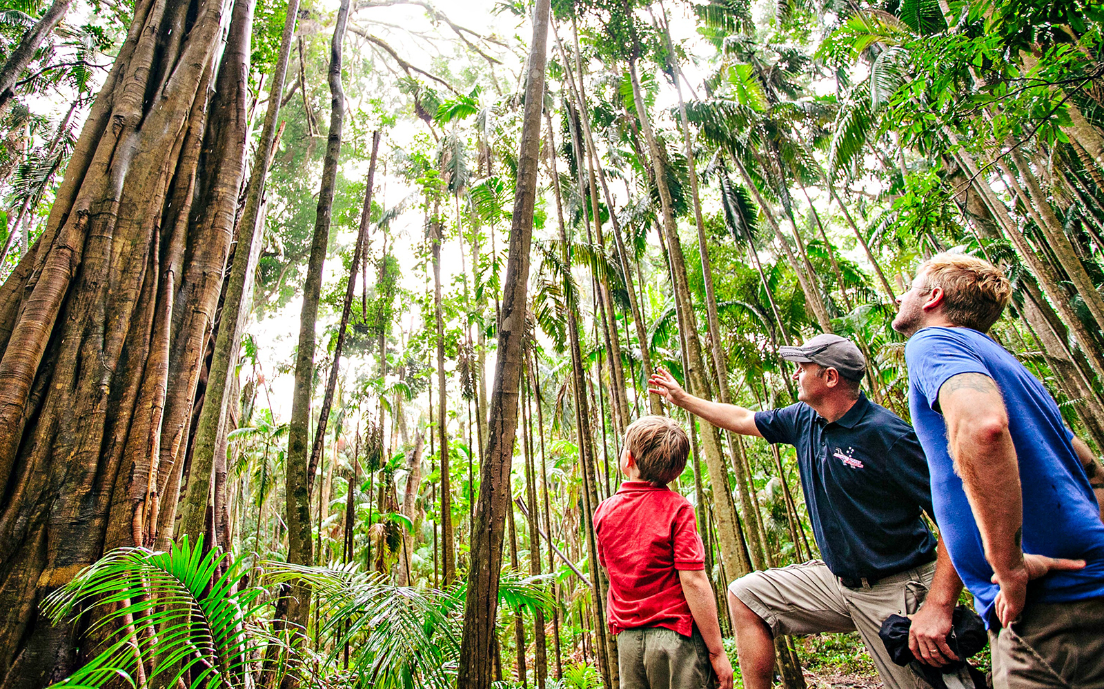 Parque Nacional Springbrook: Excursiones de un día desde Brisbane