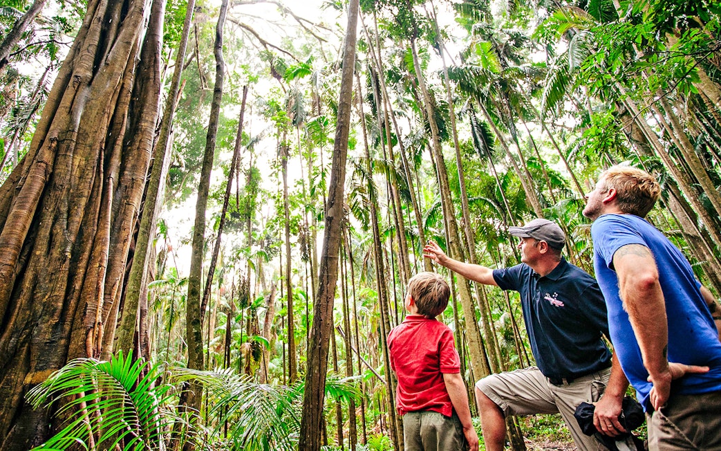 Tour guide explaining rainforest features to visitors on the Natural Bridge & Springbrook Waterfalls Tour.