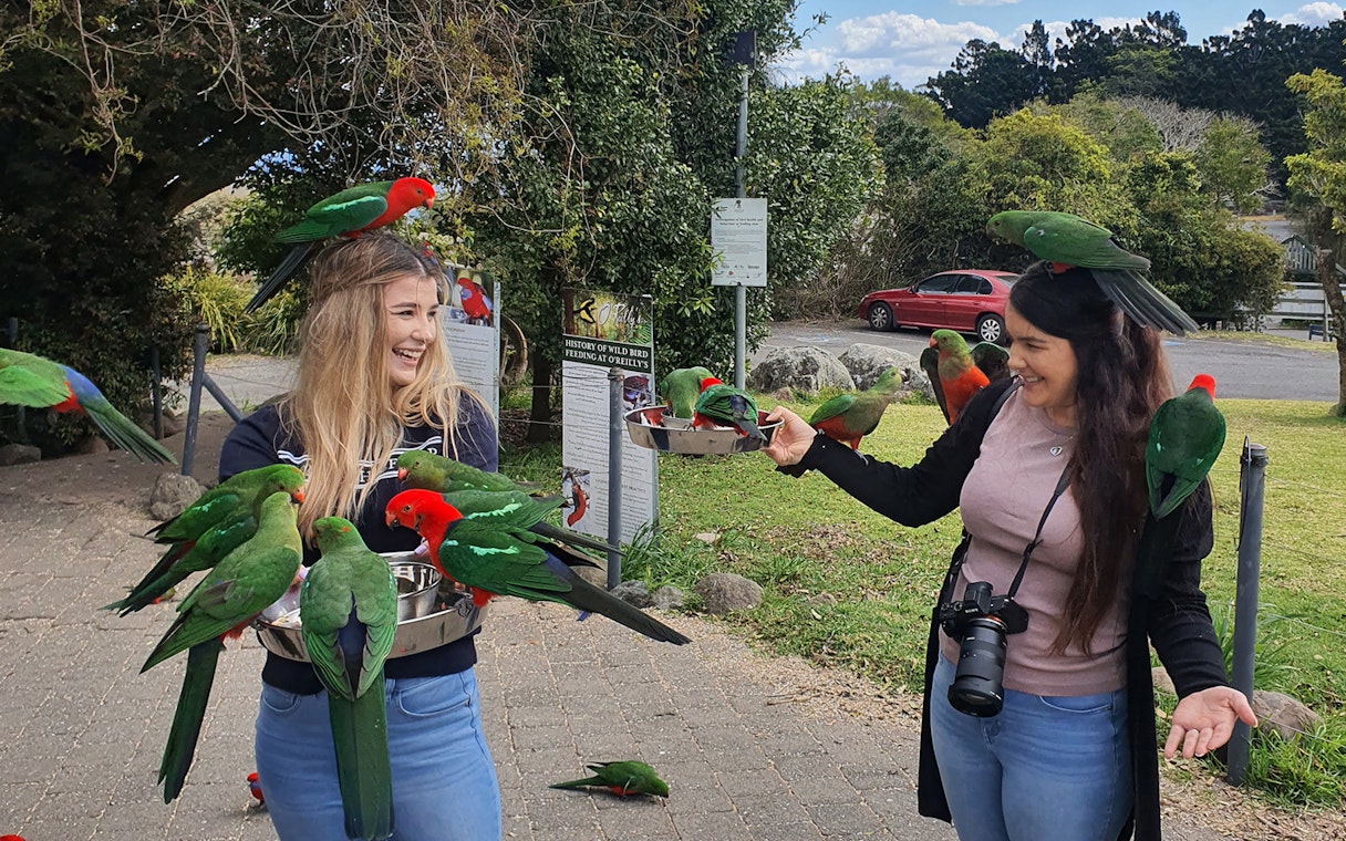 Visitors feeding king parrots at O'Reilly's Rainforest Retreat bird area.