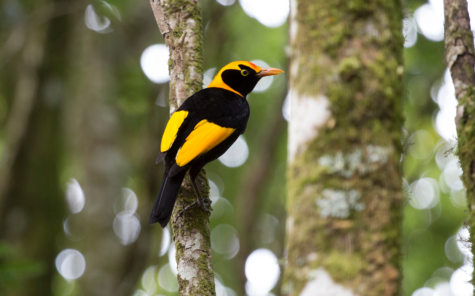 Lamington National Park
