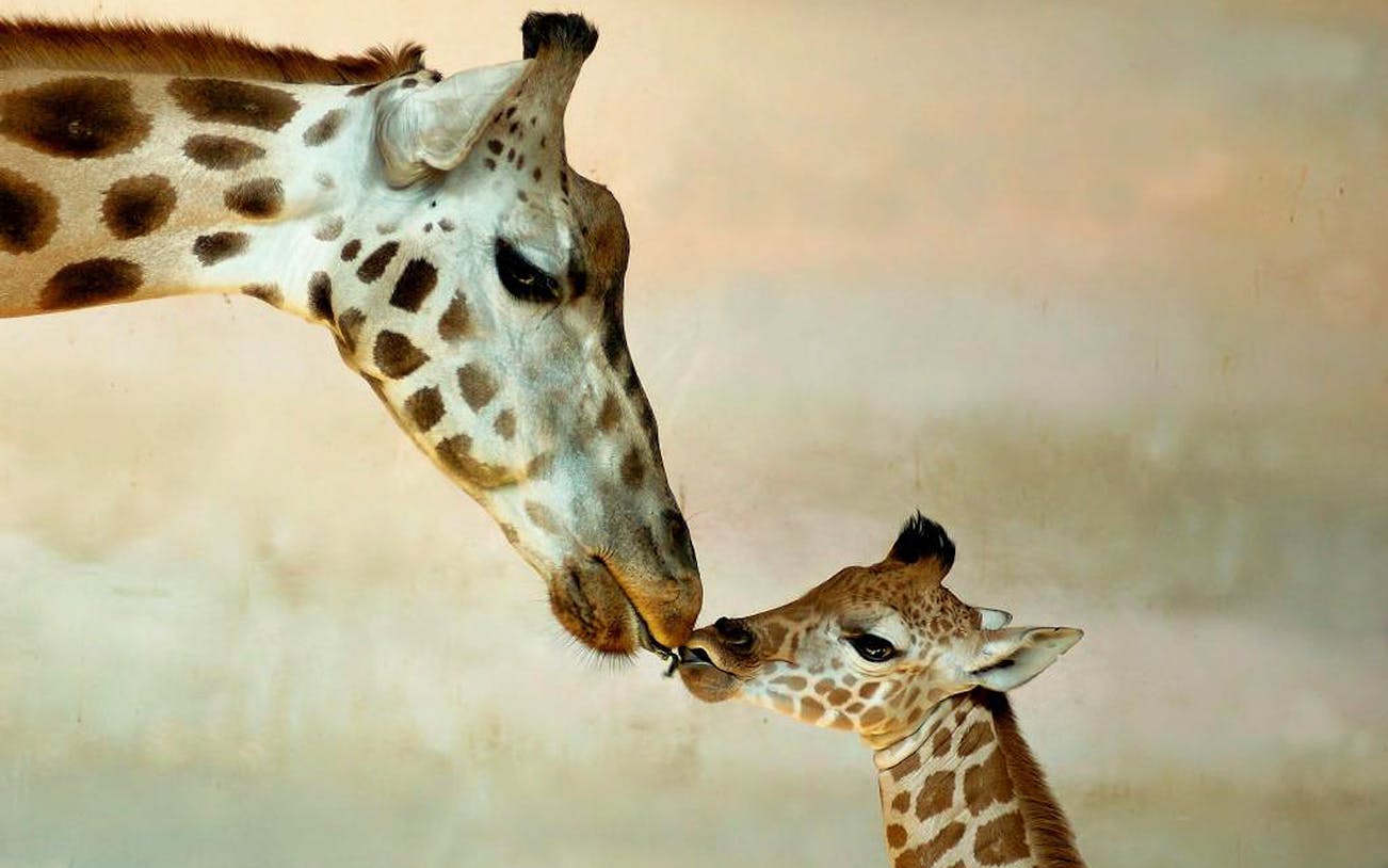 Giraffe and calf nuzzling at the zoo, part of admission ticket with cruise boat transfer.