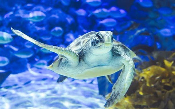 Sea turtle swimming at SEA LIFE Kelly Tarlton's Aquarium, Auckland.