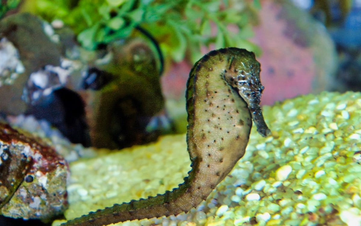 combo: 24/48-hr hop-on hop-off tour of auckland + sea life kelly tarltons tickets-8 combo: 24/48-hr hop-on hop-off tour of auckland + sea life kelly tarltons tickets-8