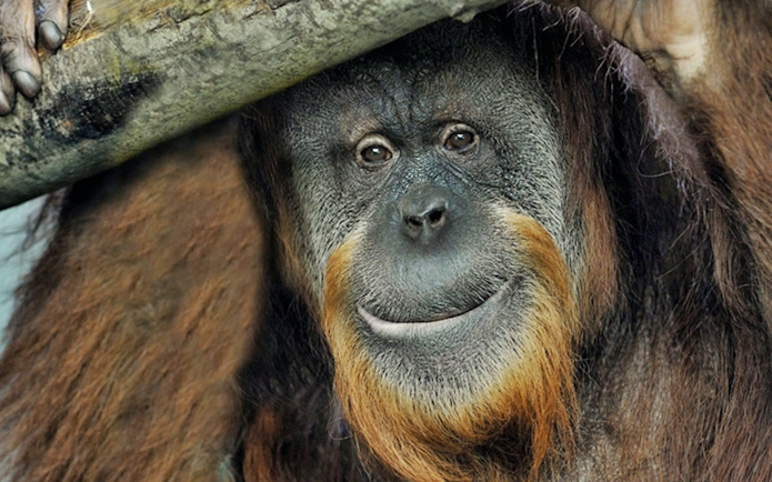 Orangutan at Bio Parco, Rome, near Palazzo Barberini.