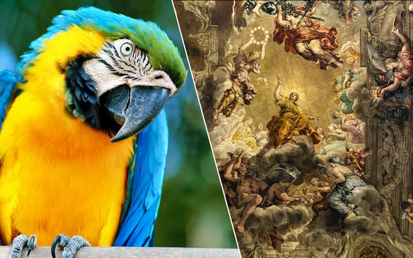Macaw at Bio Parco and fresco at Palazzo Barberini, Rome.