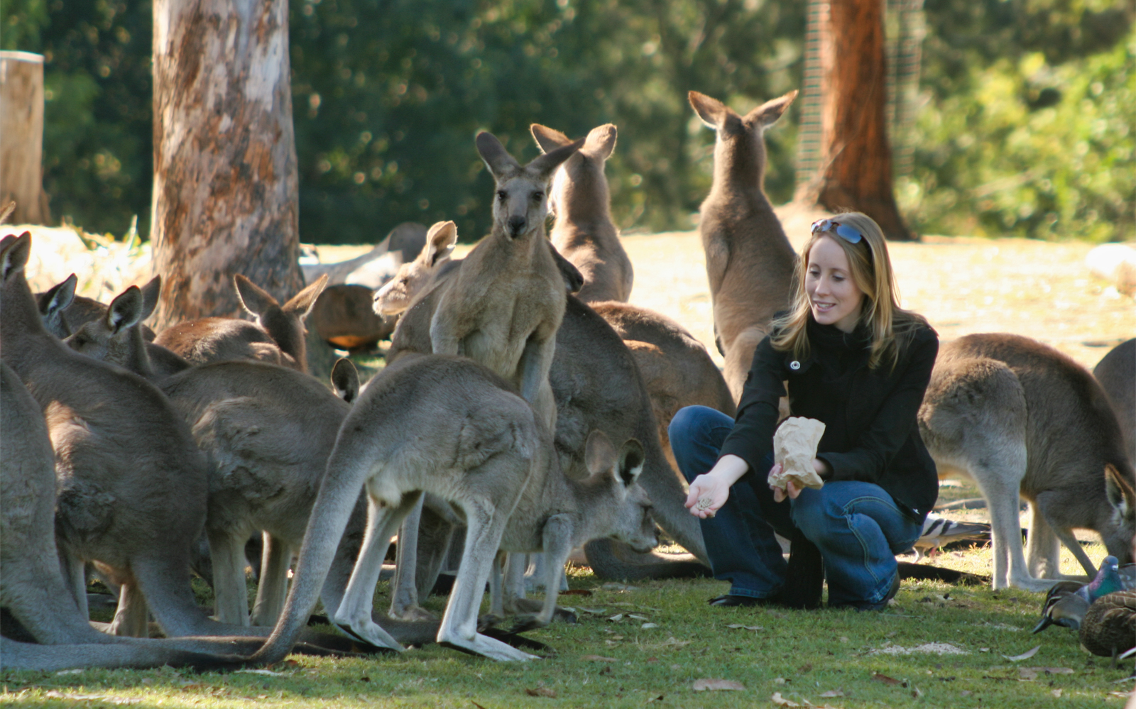 Book Lone Pine Koala Sanctuary Tickets 2024 | Brisbane River Cruise