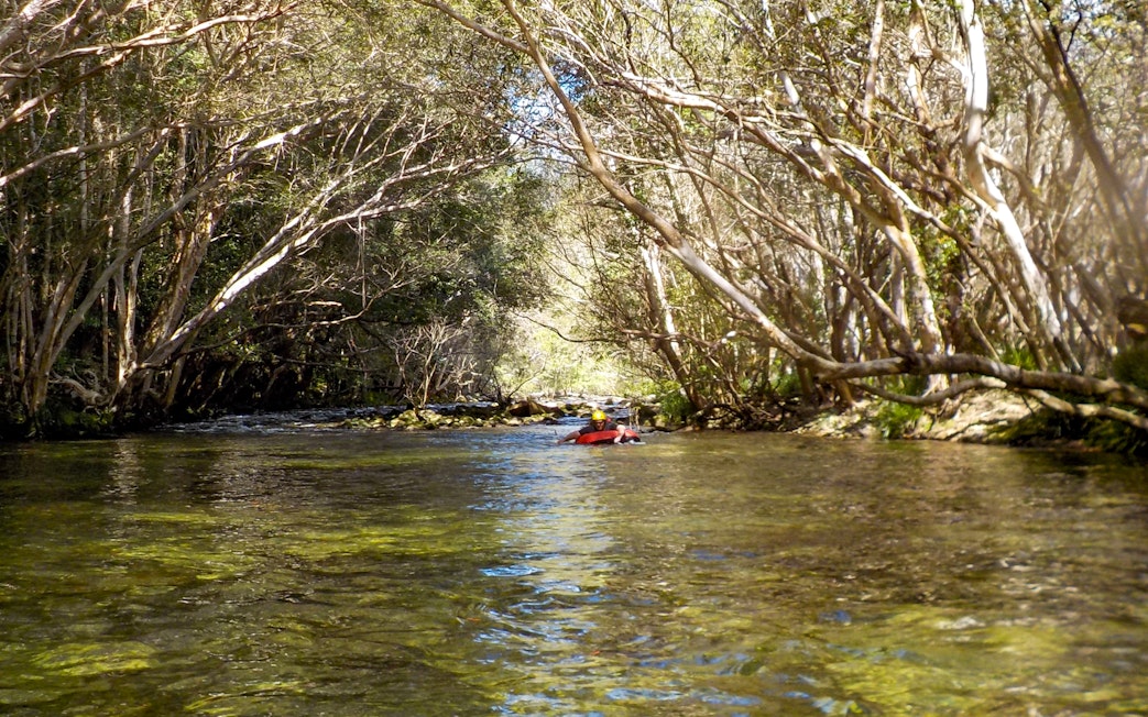 River tubing through a forested area with clear water and overhanging trees.