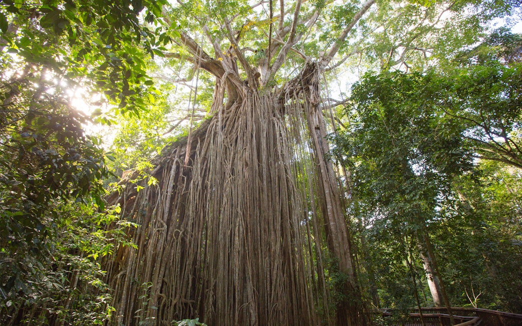 Curtain Fig Tree in Atherton Tablelands rainforest on Cairns waterfalls tour.