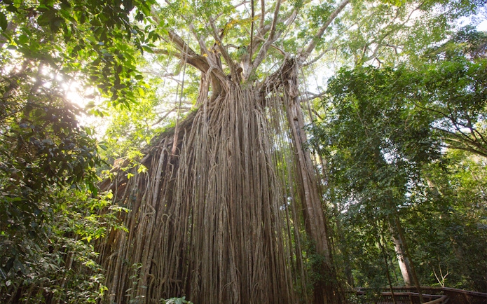 Curtain Fig Tree in Atherton Tablelands rainforest on Cairns waterfalls tour.